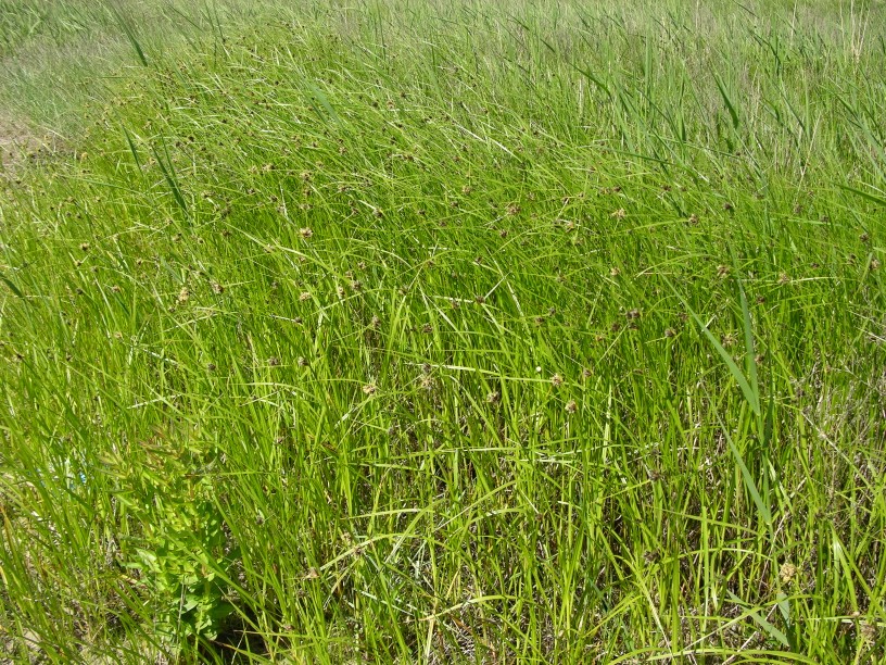 Carex otrubae e Bolboschoenus maritimus