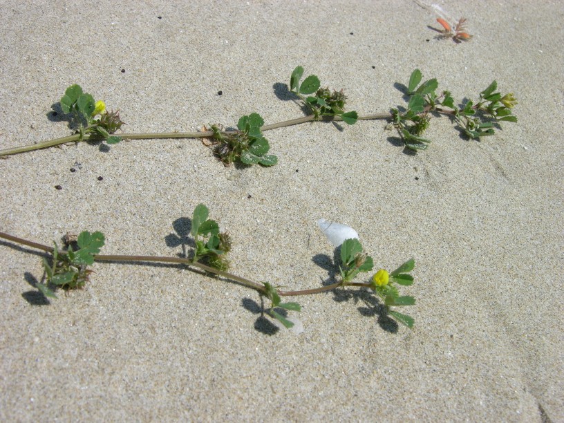 Sulla sabbia - Tribulus terrestris e Medicago sp.
