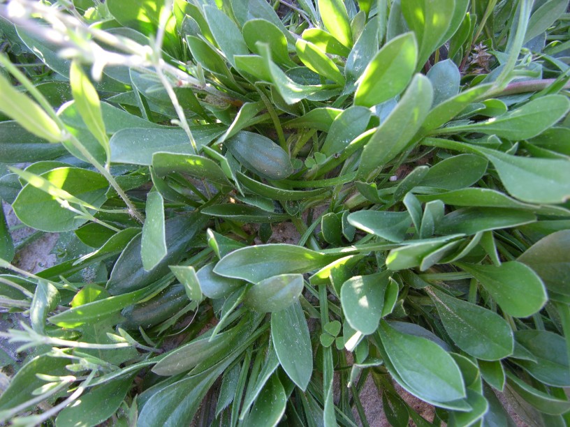 Specie dunali 3 - Scorpiurus sp.