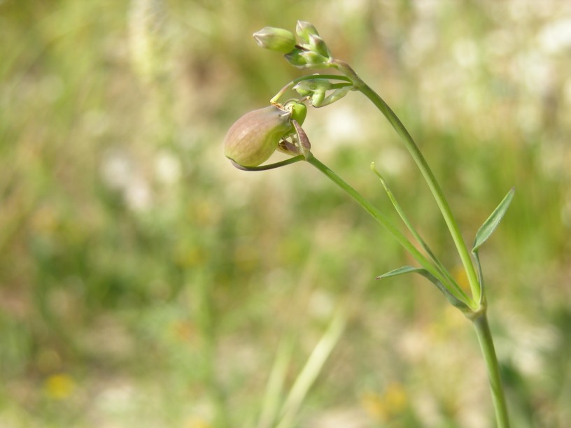 Silene vulgaris