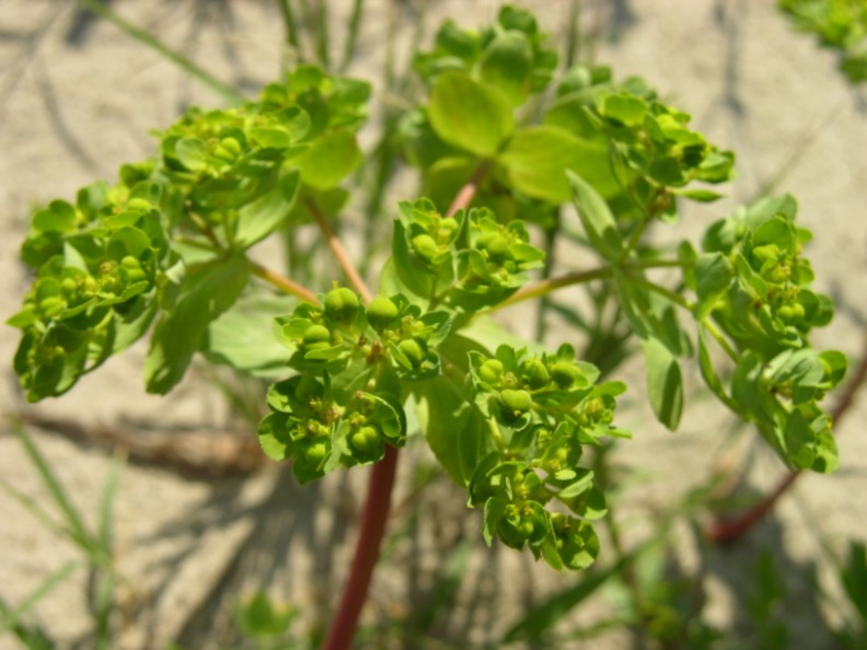 Euphorbia helioscopia