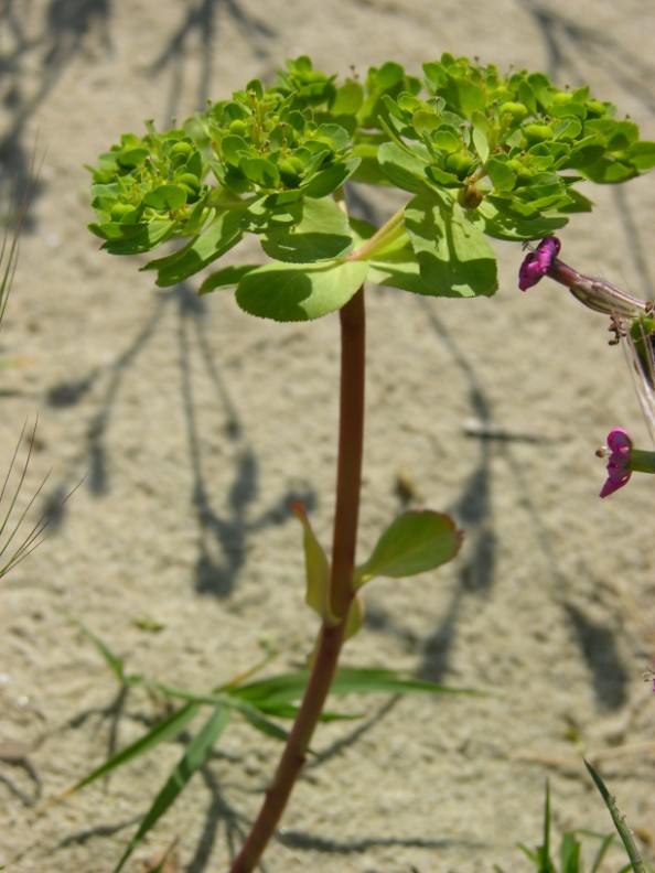 Euphorbia helioscopia