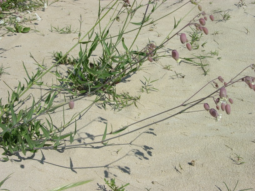Silene vulgaris