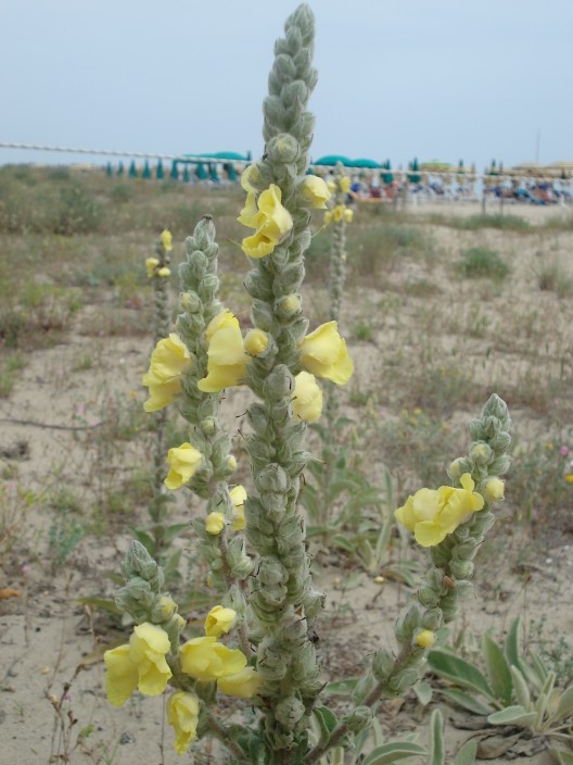 Specie dunali - 2 - Verbascum cfr. niveum