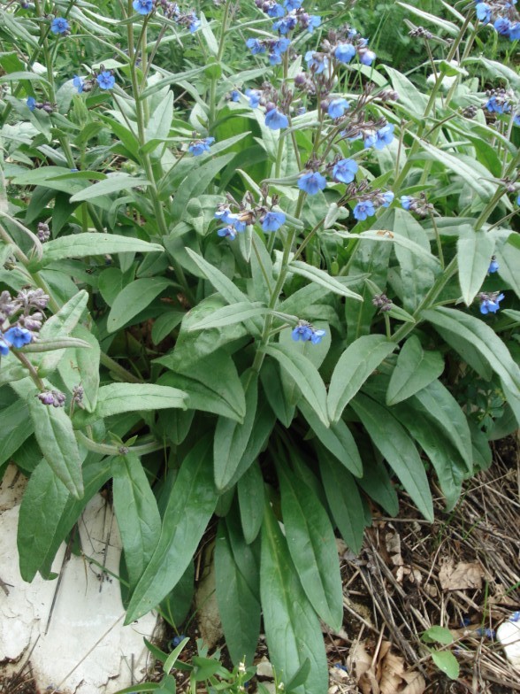 Passeggiata in montagna - Cynoglottis barrelieri