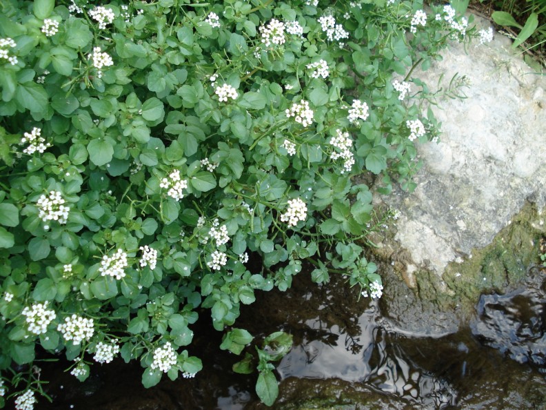 Sui corsi d''acqua - Nasturtium officinale