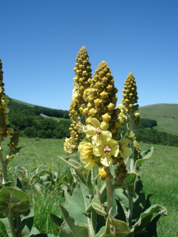 Verbascum?