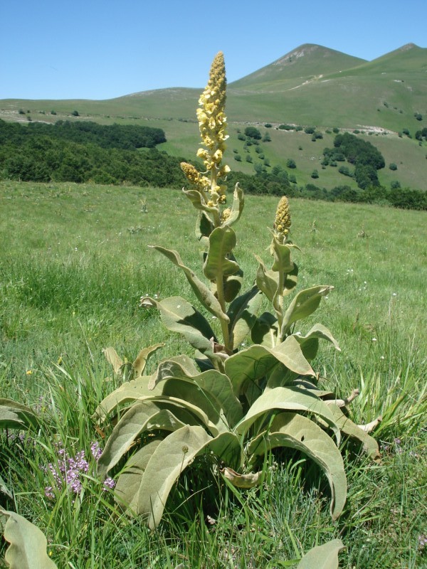 Verbascum?