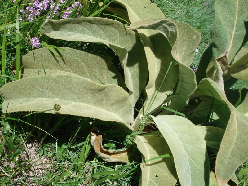 Verbascum?