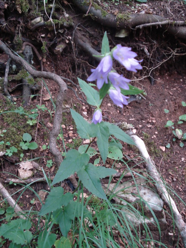 Campanula trachelium