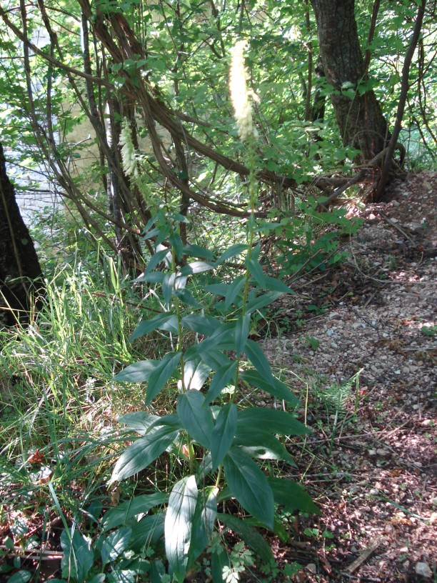 Digitalis micrantha