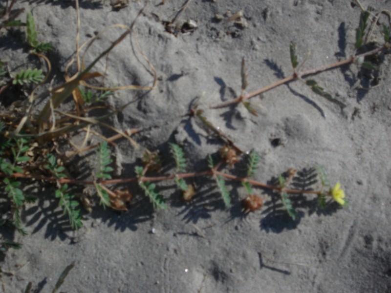 Sulla sabbia - Tribulus terrestris e Medicago sp.