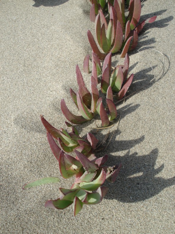 Invasiva delle spiagge - Carpobrotus edulis