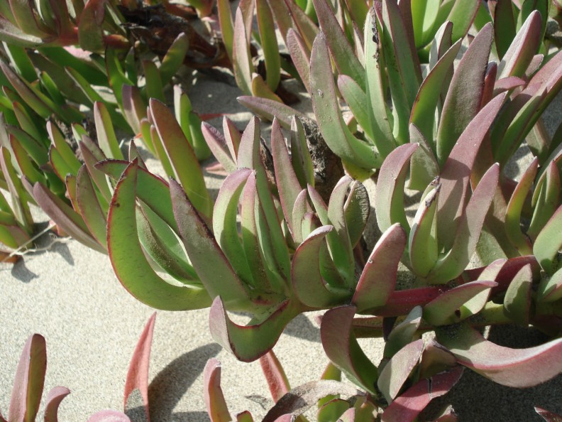 Invasiva delle spiagge - Carpobrotus edulis