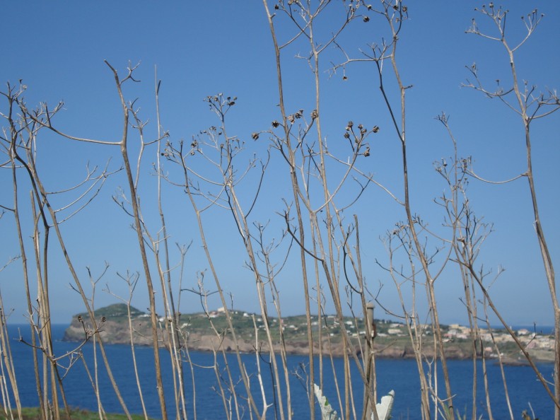 Jacobaea maritima subsp. bicolor