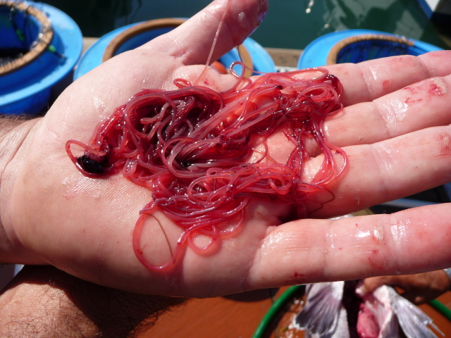 Nematode