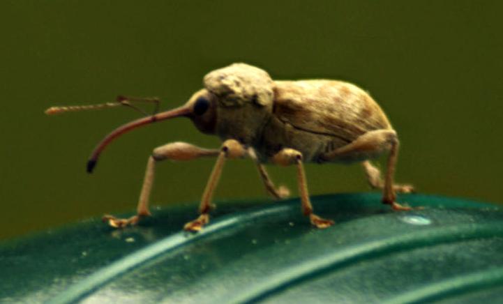 Curculio glandium