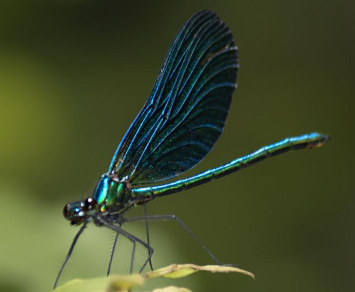 Calopteryx virgo meridionalis