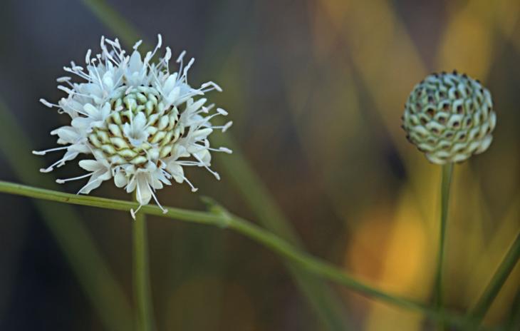 Che fiore ? - Cephalaria sp.
