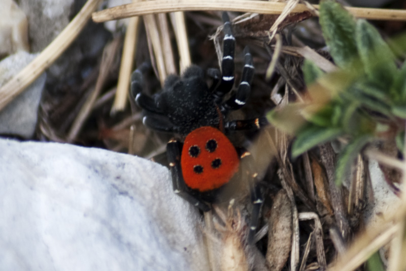 Eresus sp.