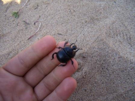 Typhaeus hiostius; forse pi Chelotrupes matutinalis, maschio (Geotrupidae)