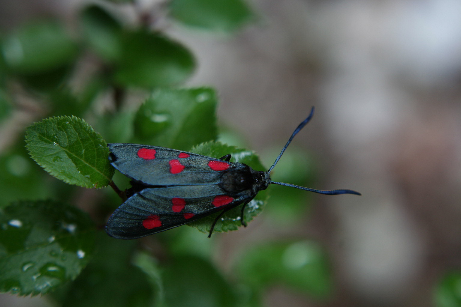 zygaena lonicera?