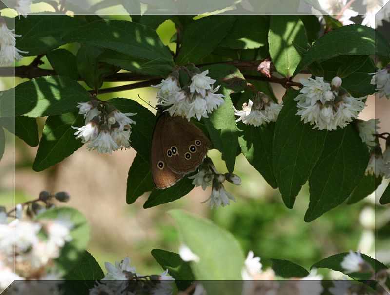 Aphantopus hyperantus