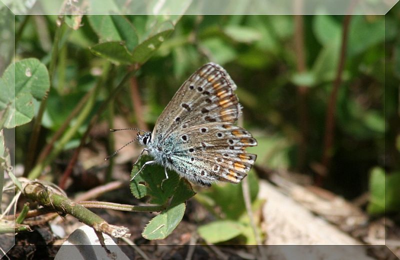 Polyommatus icarus bruttino