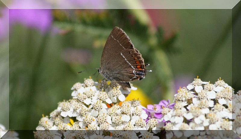 Satyrium spini