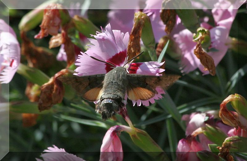 farfalle colibr - Macroglossum stellatarum