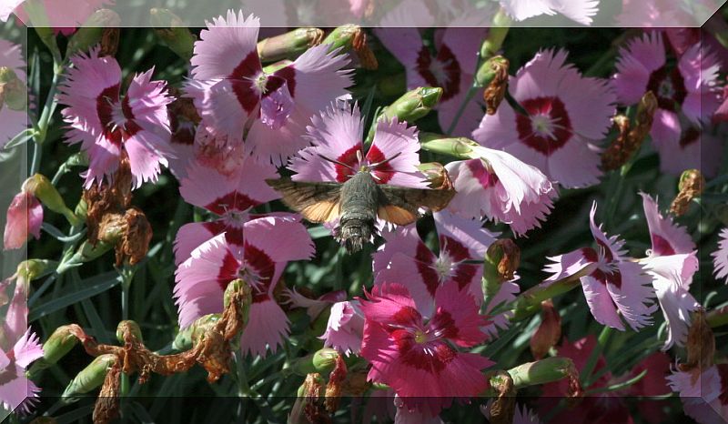 farfalle colibr - Macroglossum stellatarum