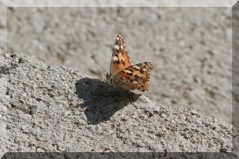 Vanessa del cardo - Vanessa cardui