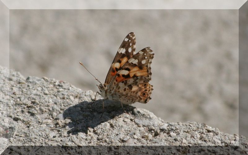 Vanessa del cardo - Vanessa cardui