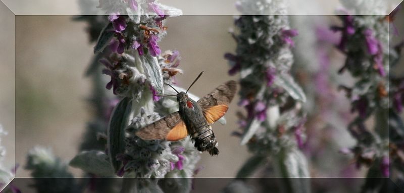 farfalle colibr - Macroglossum stellatarum
