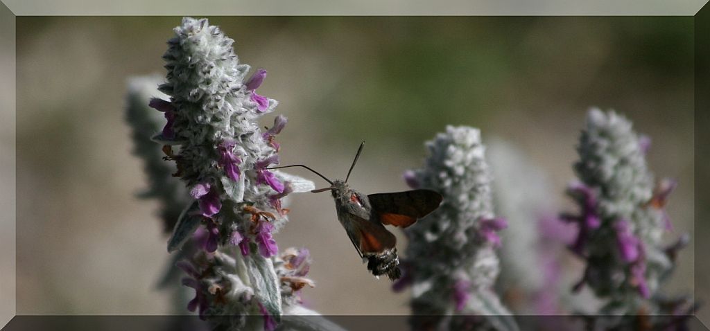 farfalle colibr - Macroglossum stellatarum