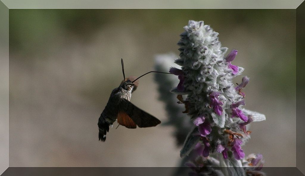 farfalle colibr - Macroglossum stellatarum