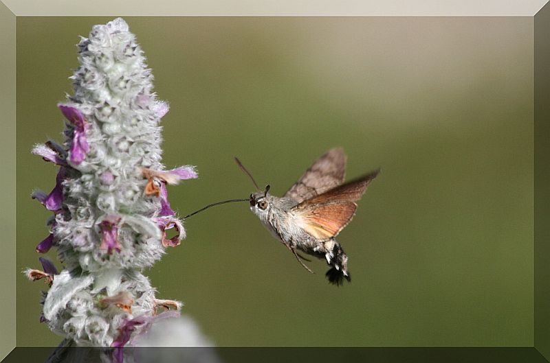 farfalle colibr - Macroglossum stellatarum