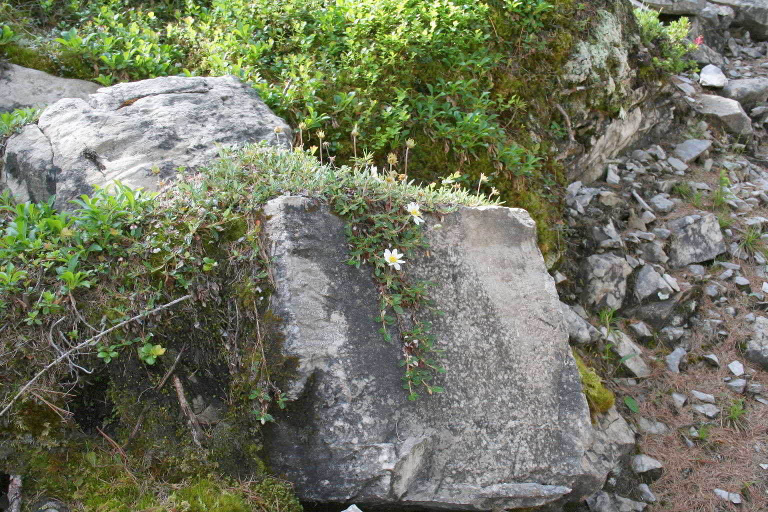 Dryas octopetala