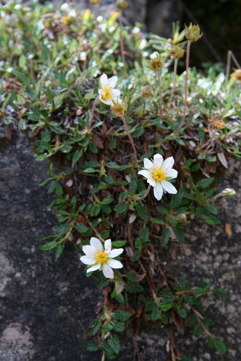 Dryas octopetala
