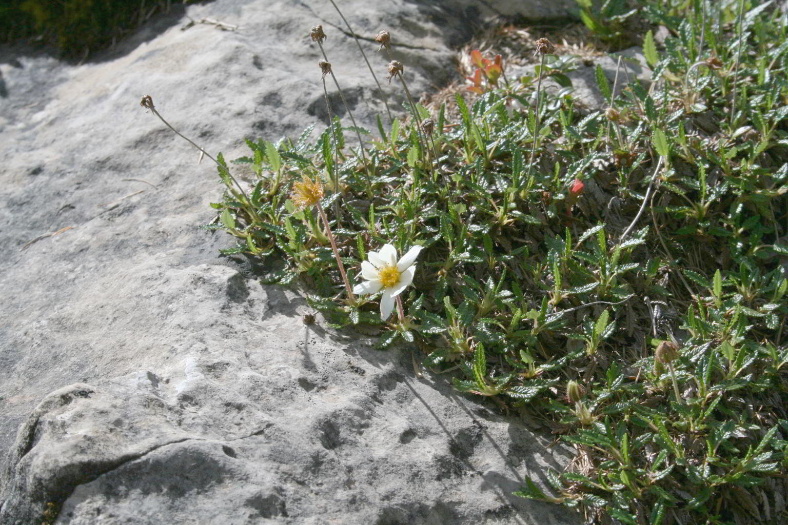 Dryas octopetala