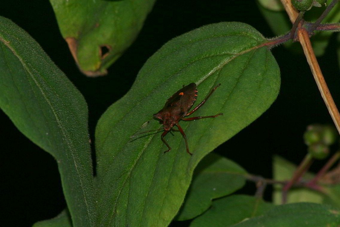 Pentatomidae: Pentatoma rufipes del Trentino, Monte Baldo