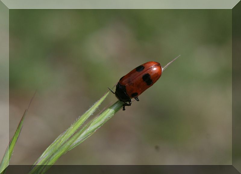 Altra identificazione:  Chrysomelidae: Clytra sp.