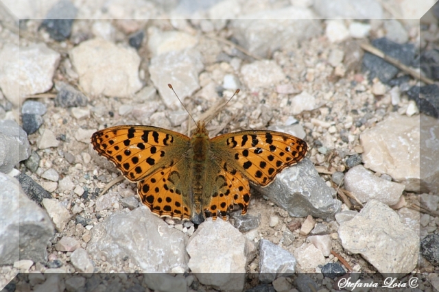 issoria lathonia - No, Argynnis (Mesoacidalia) aglaja