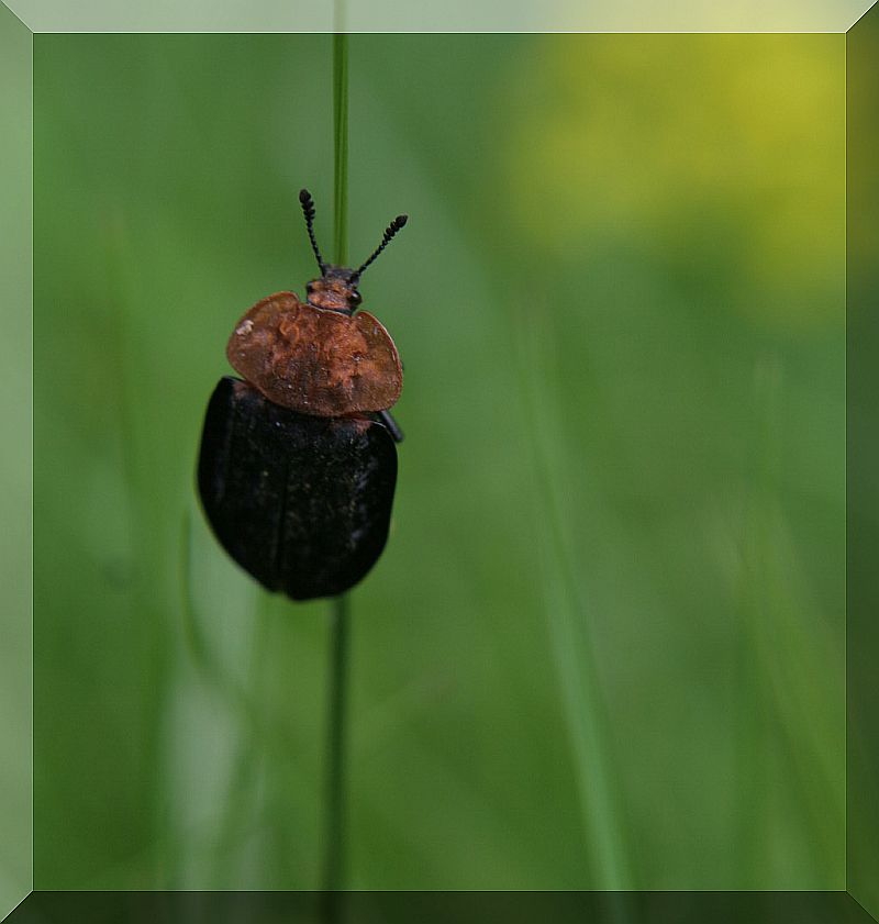 ultima della serie: Oiceoptoma thoracicum