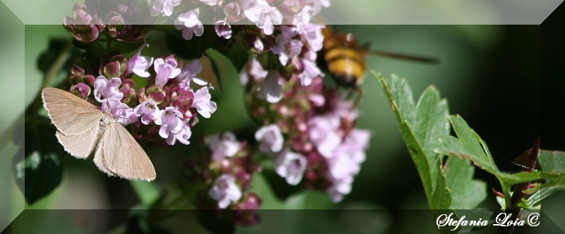 falena monocromatica - Minoa murinata (?)