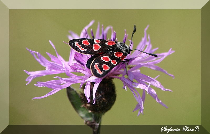 Zygaena carniolica