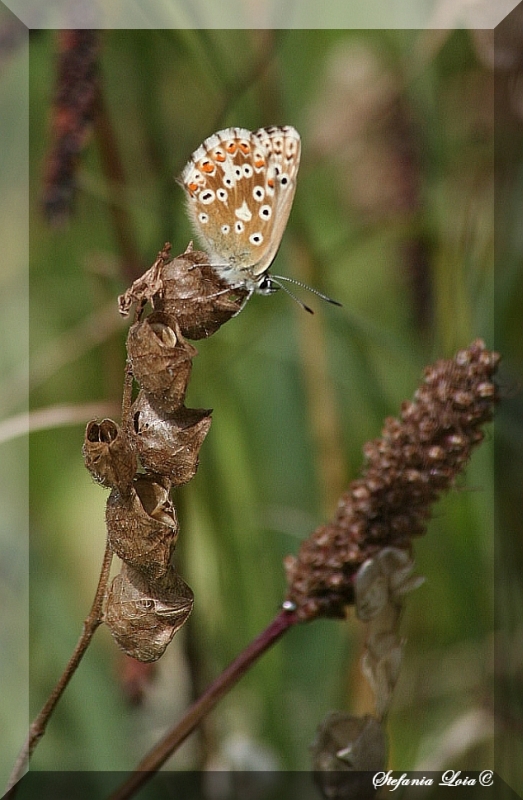 Polyommatus (Meleageria) coridon