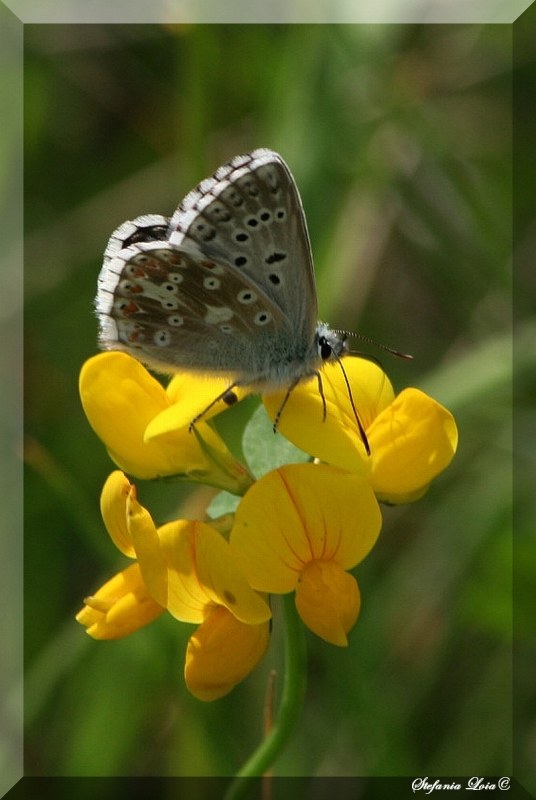 Polyommatus (Meleageria) coridon
