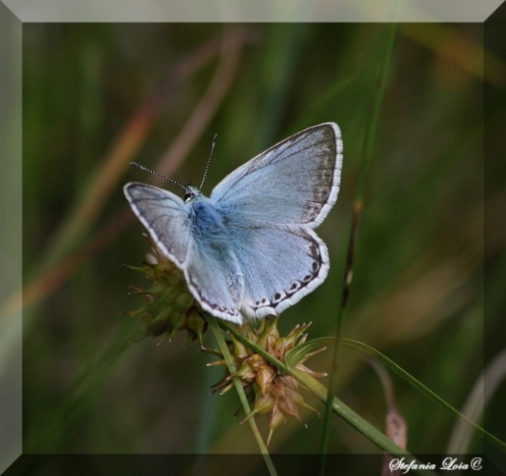 Polyommatus (Meleageria) coridon