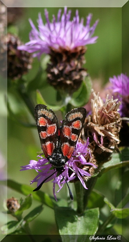 Zygaena carniolica